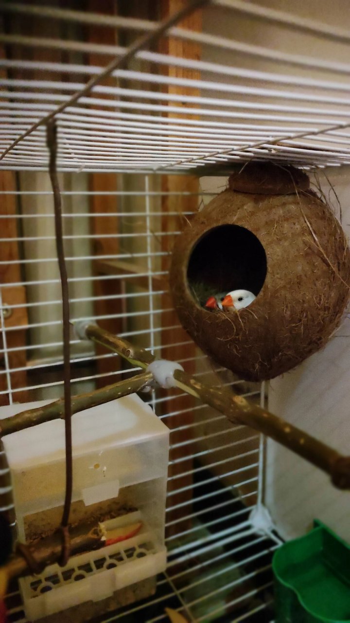 珍珠鸟孵蛋 就是很意外,前几天还在纠结它俩的性别,大年初七就发现窝