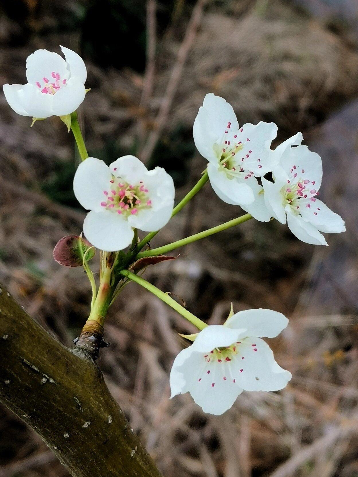 梨花花蕊的颜色图片