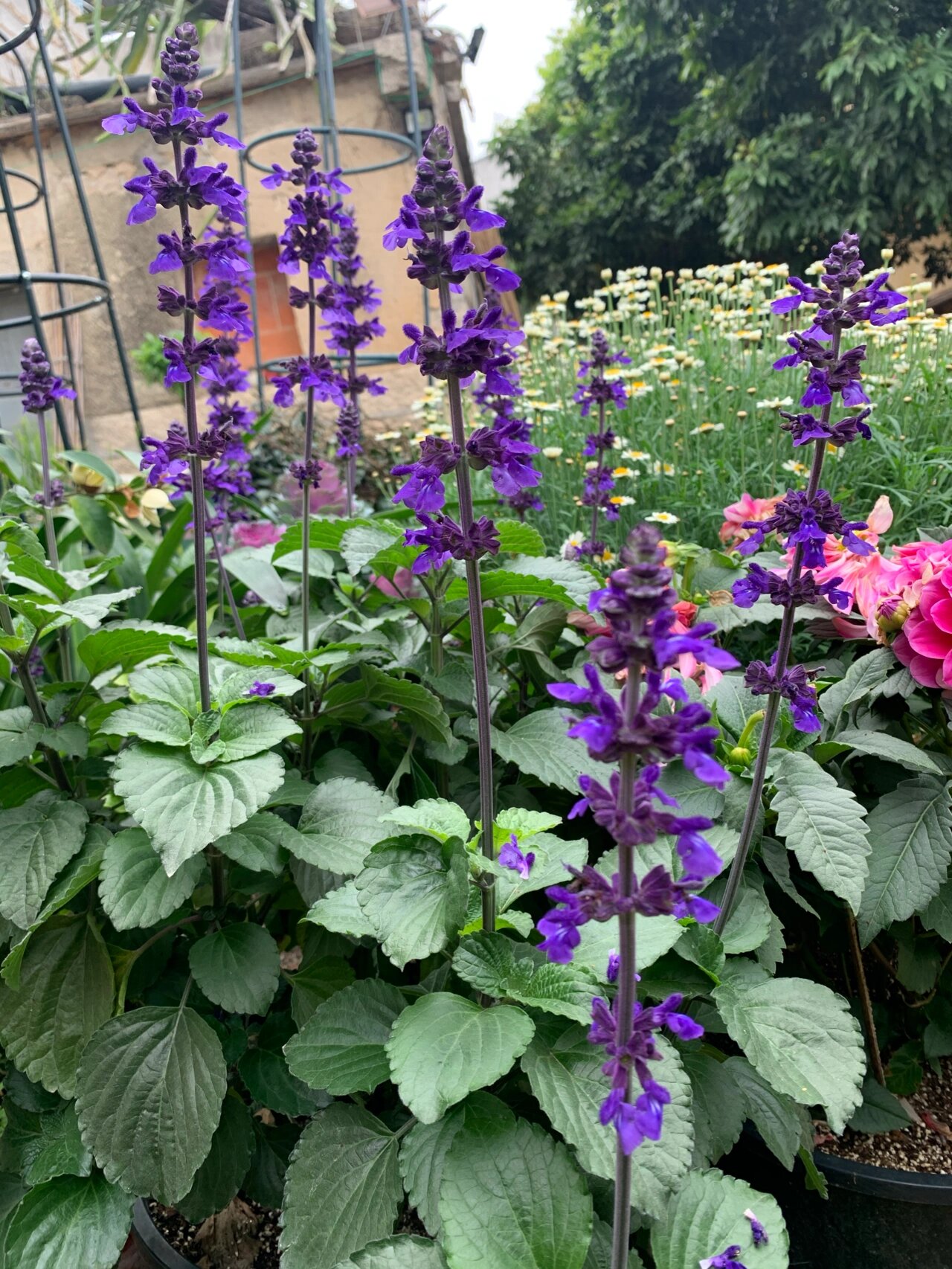 鼠尾草(蓝霸&一串蓝)从小苗到开花 鼠尾草挺神奇的,夏天开浅蓝色冷凉
