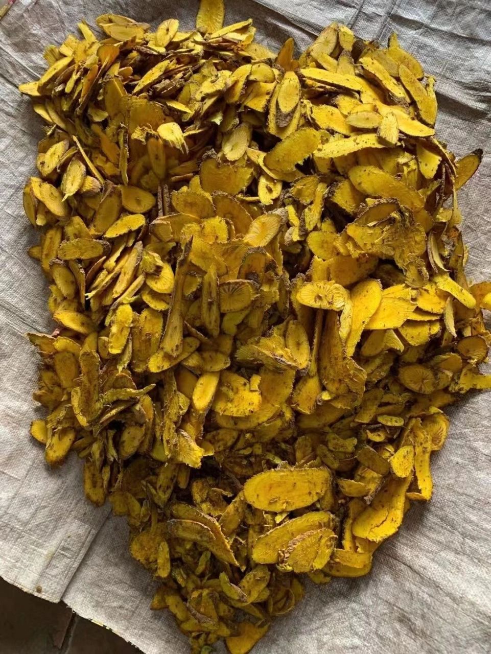山上的土黄莲 土黄连的功效与作用非常广泛以及有效,是一种很常见的中
