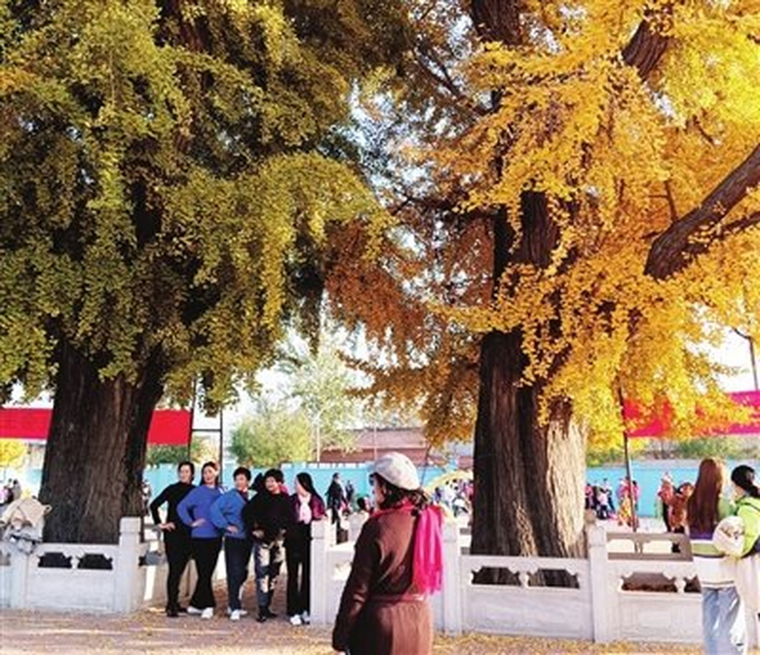 【两棵"银杏王"成网红 武清区大良镇后营村玩出彩】#云观津城# 武清区