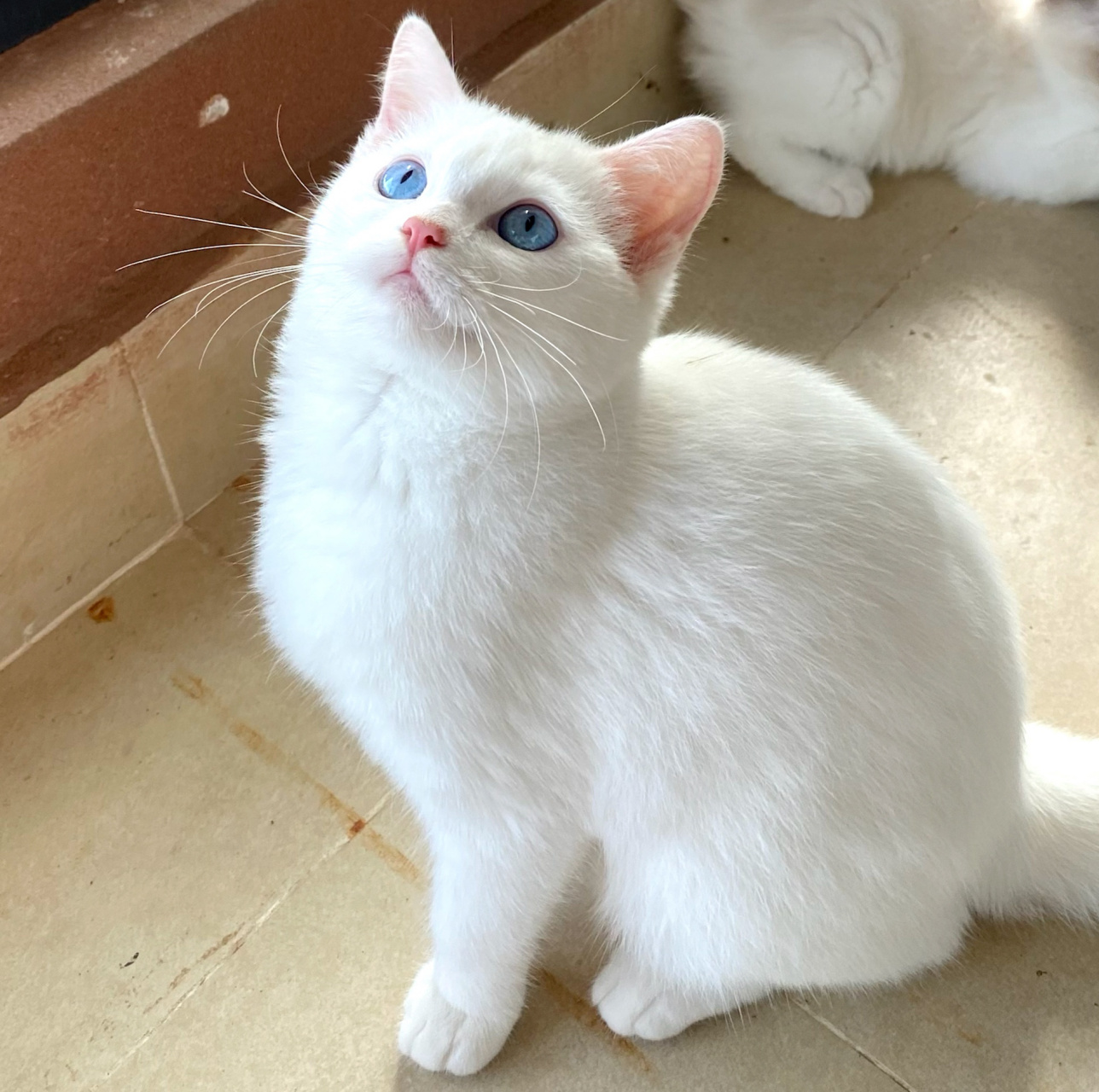 英短蓝眼睛白猫圆润肥嘟嘟南宁3位数带回家 家里自己养的猫咪生娃啦