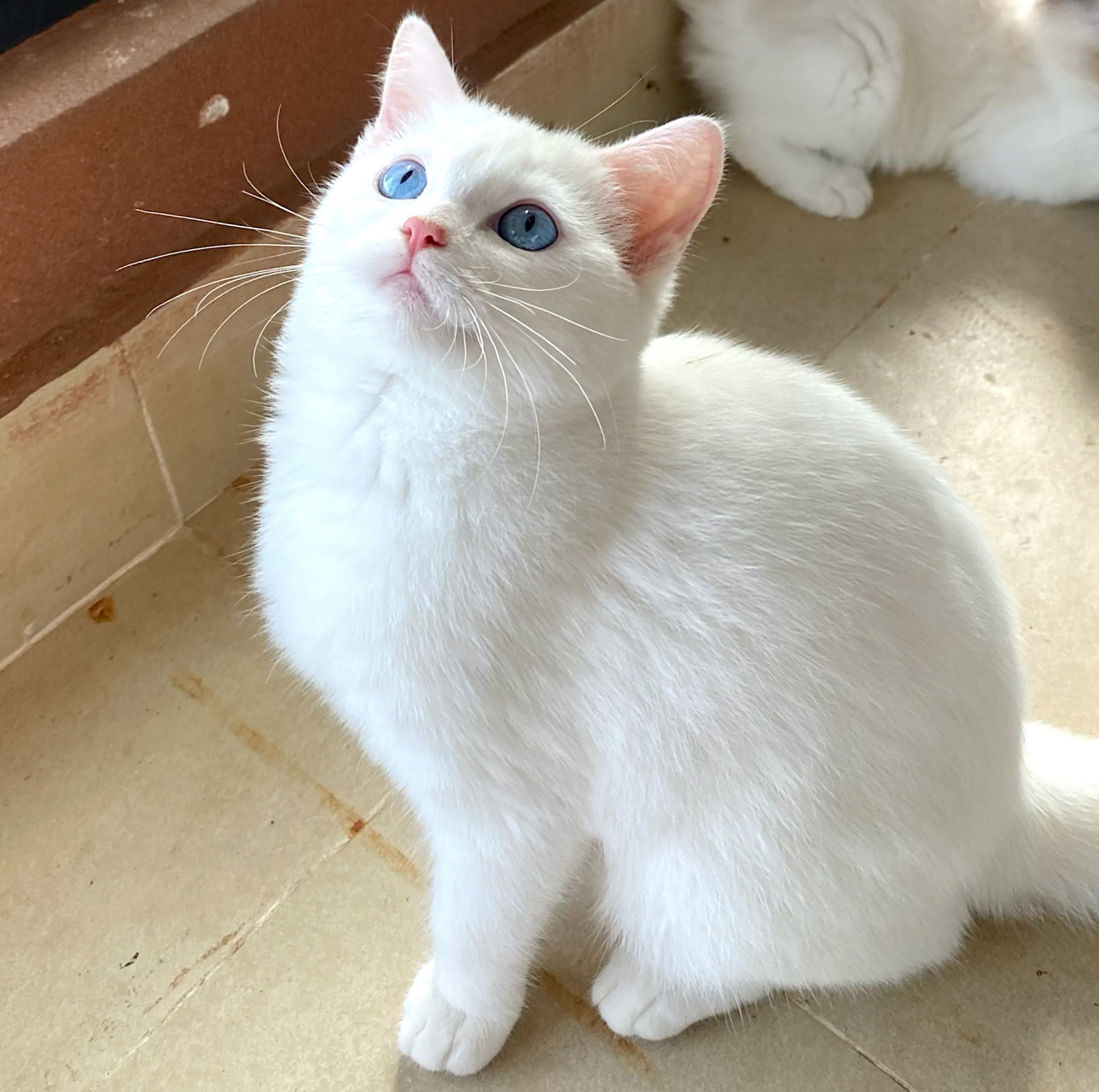 英短蓝眼睛白猫圆润肥嘟嘟南宁3位数带回家 家里自己养的猫咪生娃啦