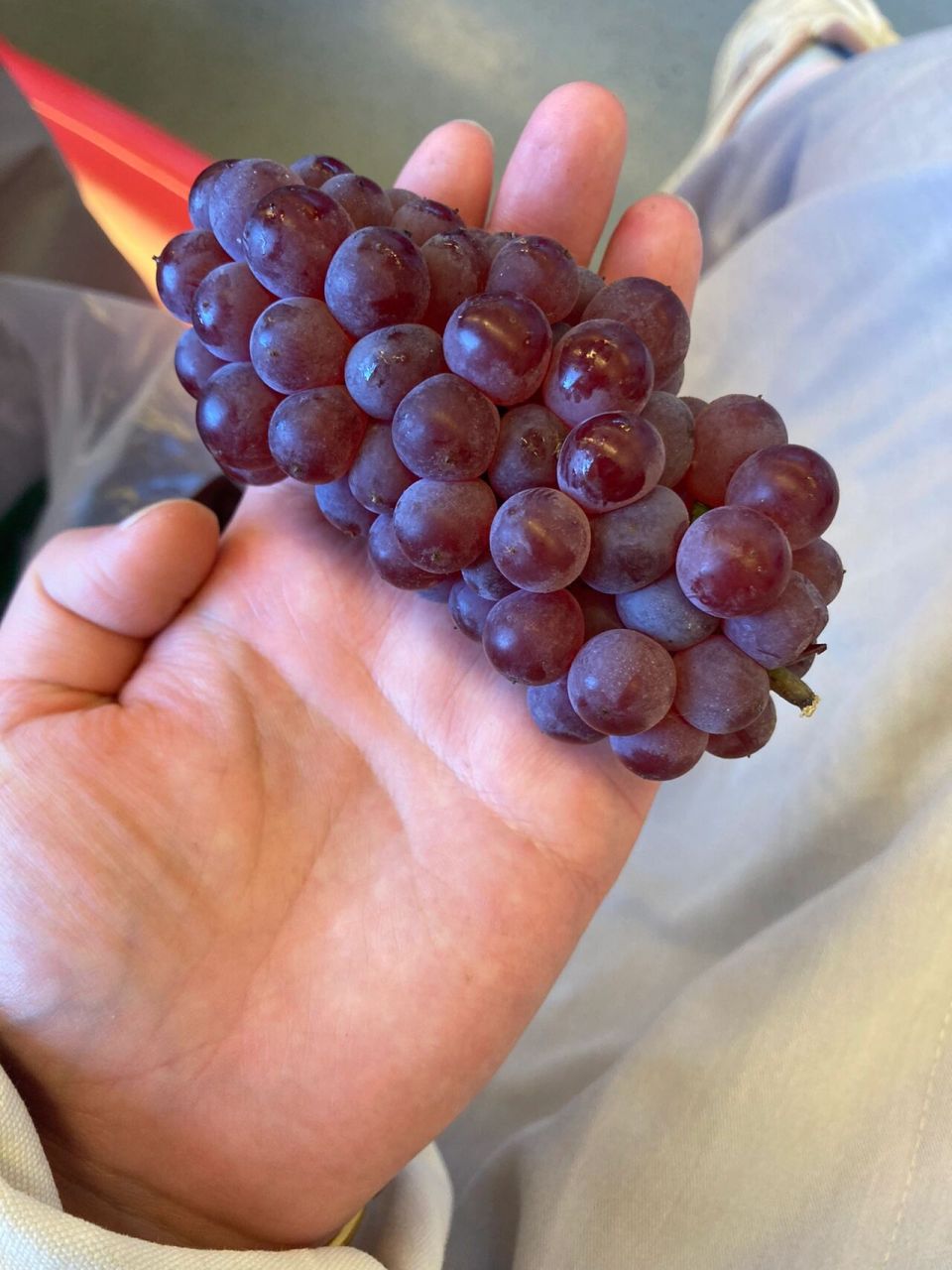 9,11串葡萄提回家～ 这个葡萄卖家说叫珍珠小糖丸,什么新型品种吗可可