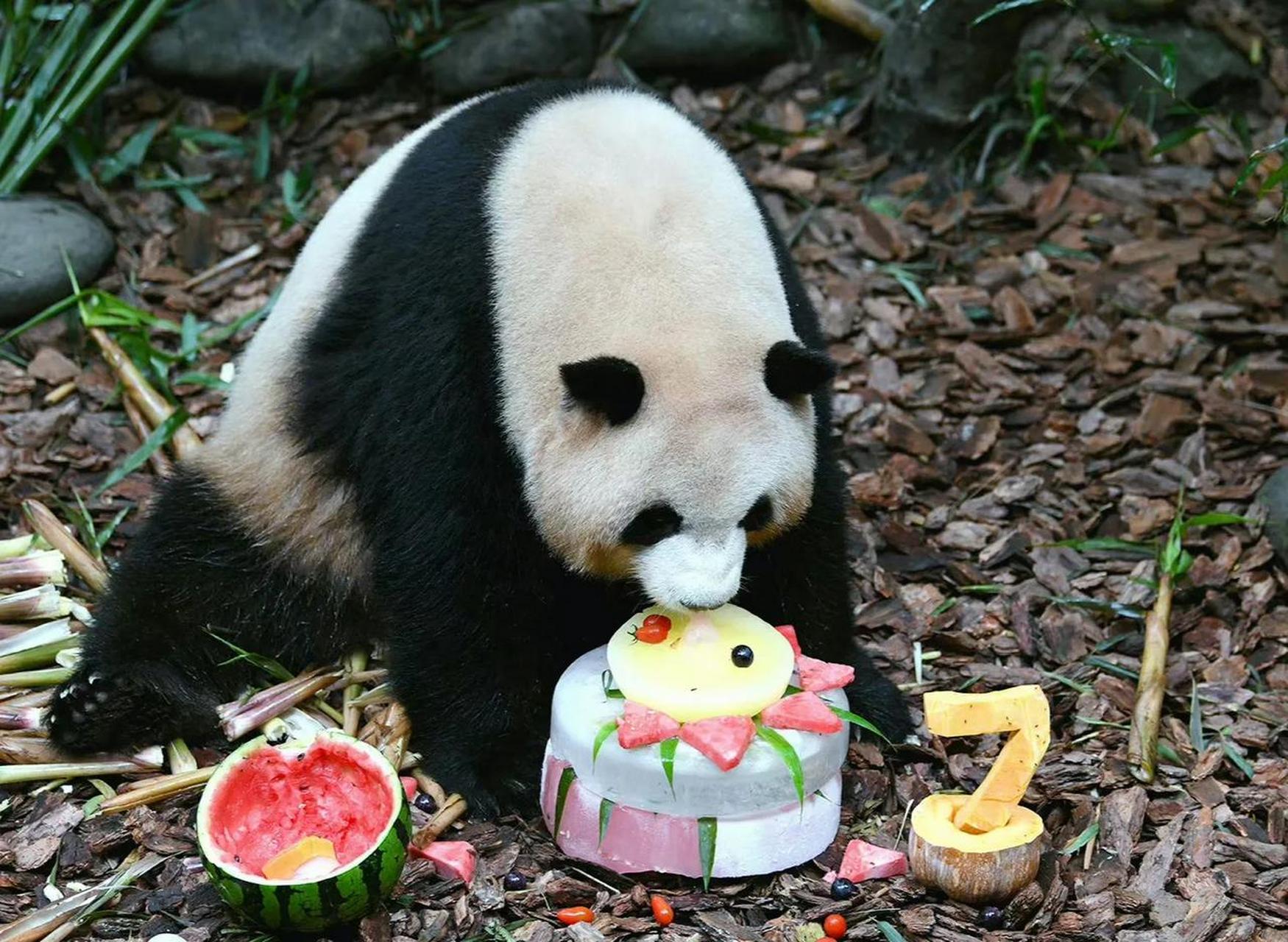 大熊猫梅兰肉肉是个小表情特别丰富的大熊猫.