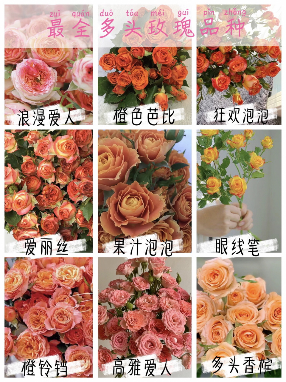 一次认识所有多头玫瑰|多头玫瑰品种大全17 整理了下多头玫瑰品种?