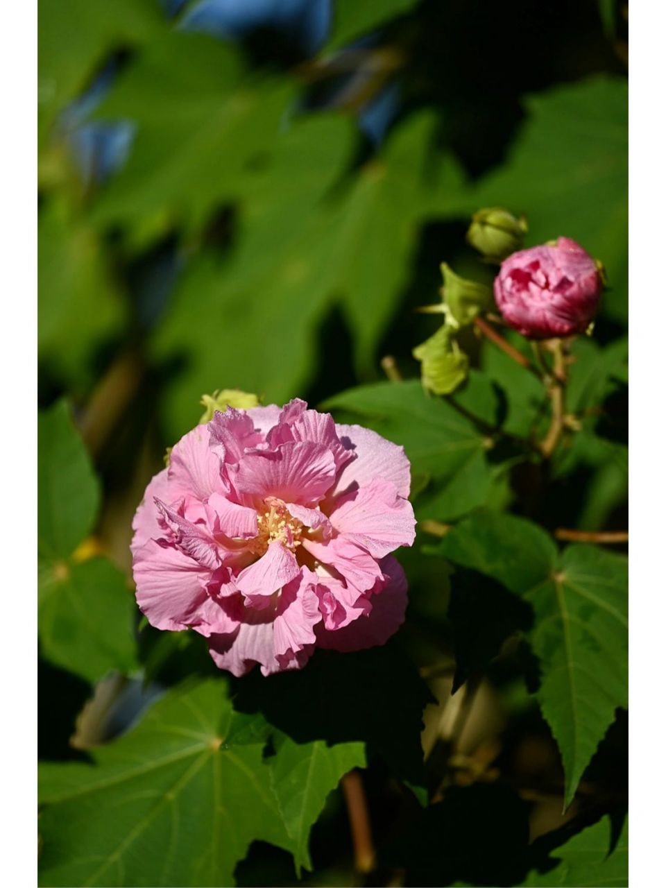 木芙蓉为何叫拒霜花图片