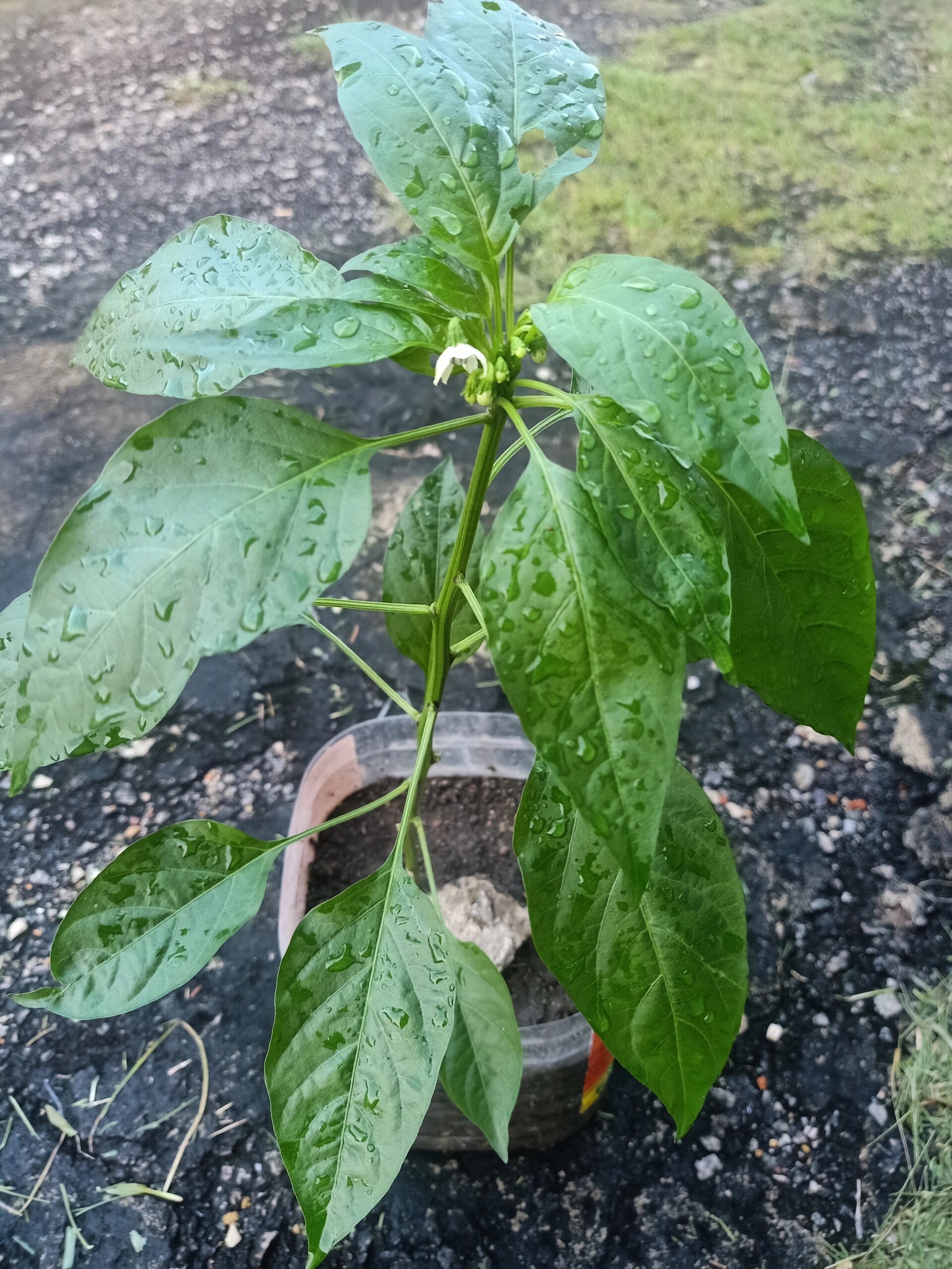 78播种两个月后的七彩椒开花啦78 上班前看看屋后的小菜园,收获了