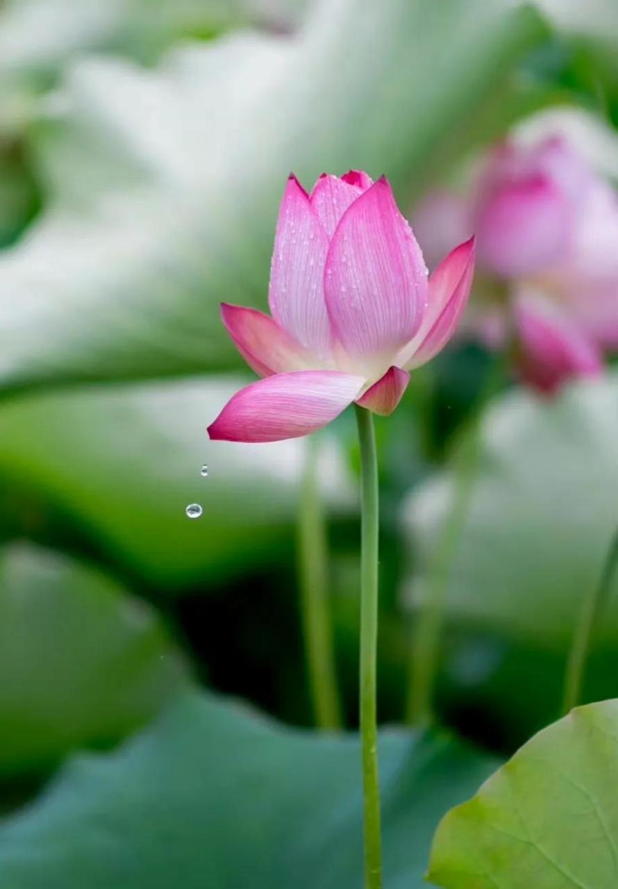 夏日 雨季 荷花  夏雨荷应当就是这么来的吧……  风吹荷飘香 叶动