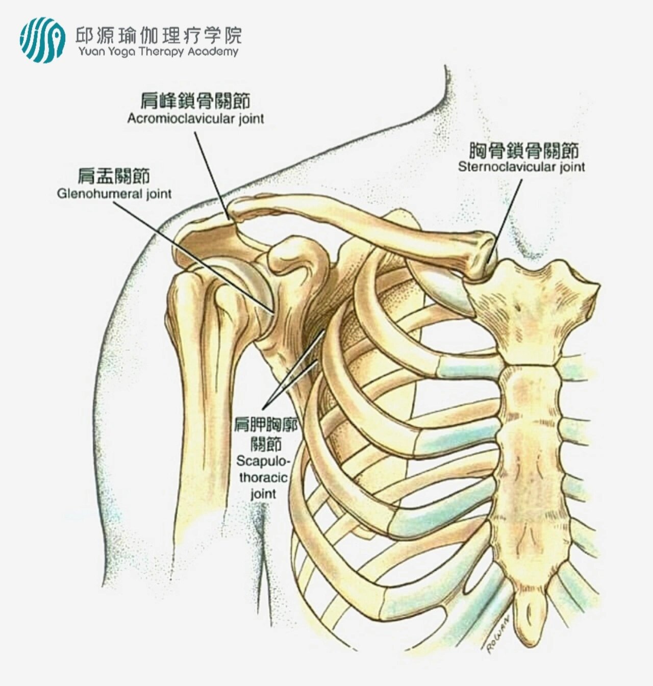 头颈肩骨骼图片