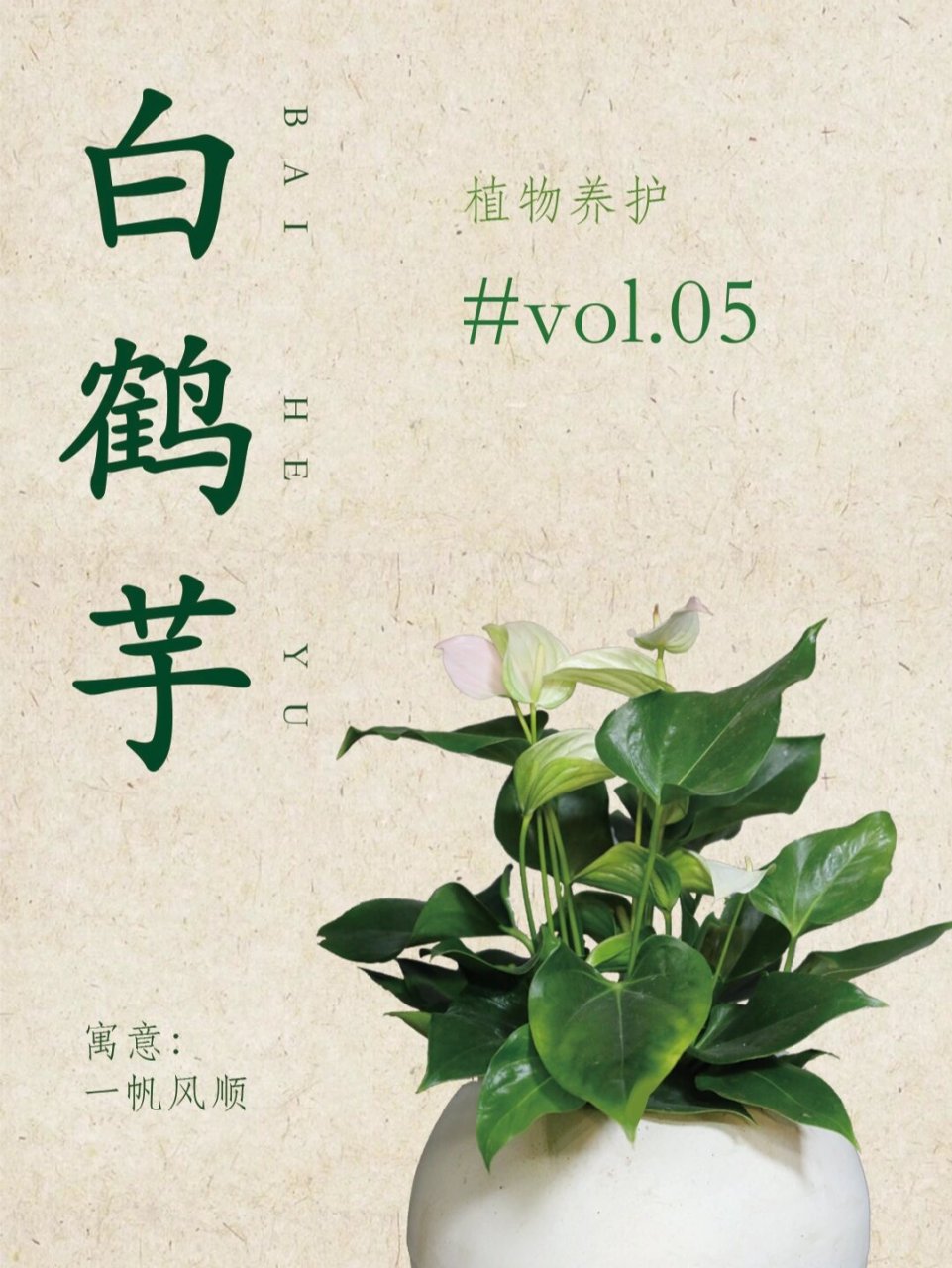 植物养护 i 白鹤芋 今日介绍:白鹤芋91 花语94:一帆风顺,事业有成