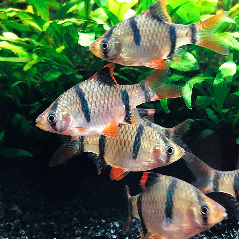 每日一更,虎皮鱼