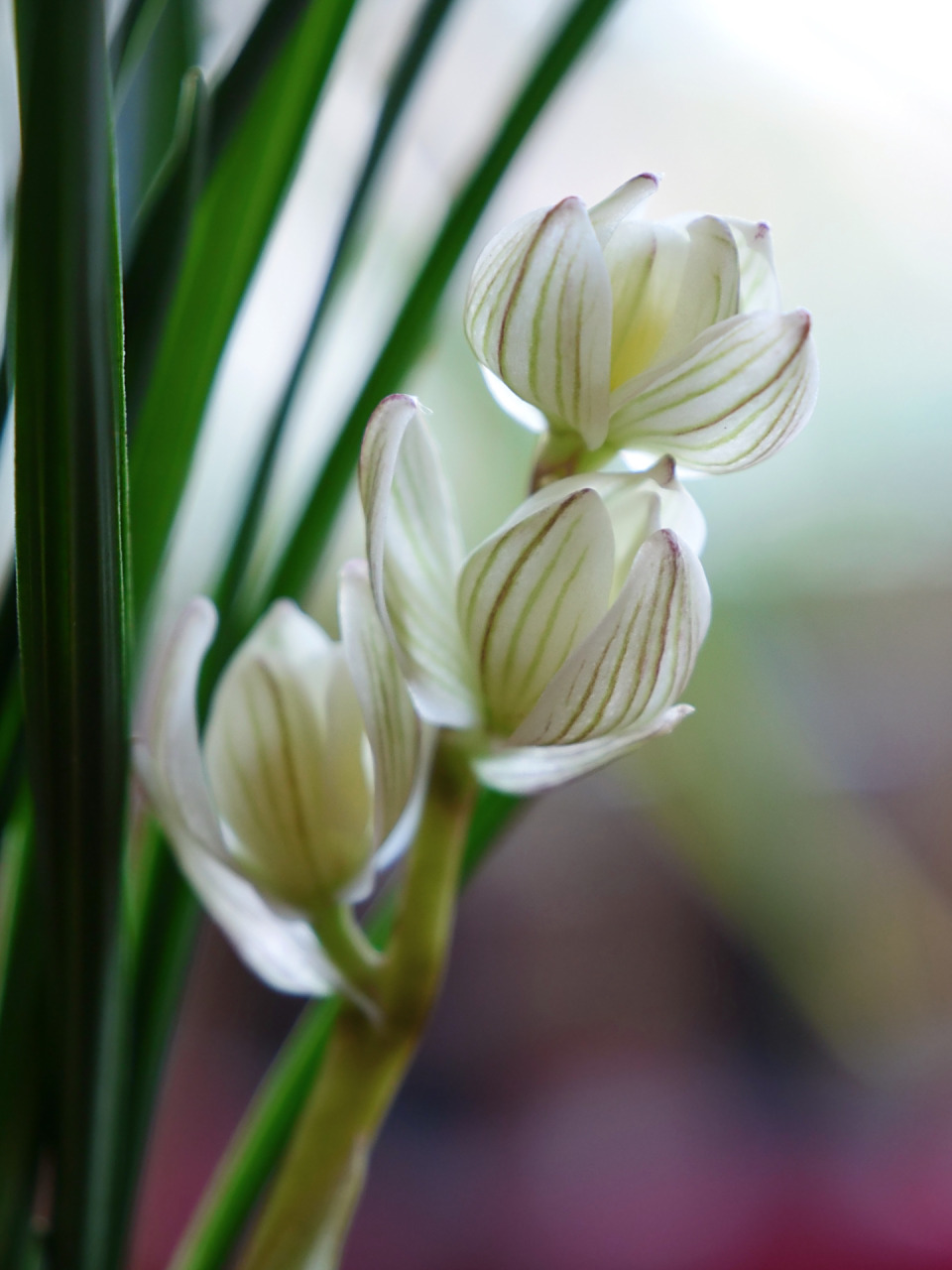 莲瓣兰素冠荷鼎 莲瓣兰素冠荷鼎,曾经高不可攀的梦想.