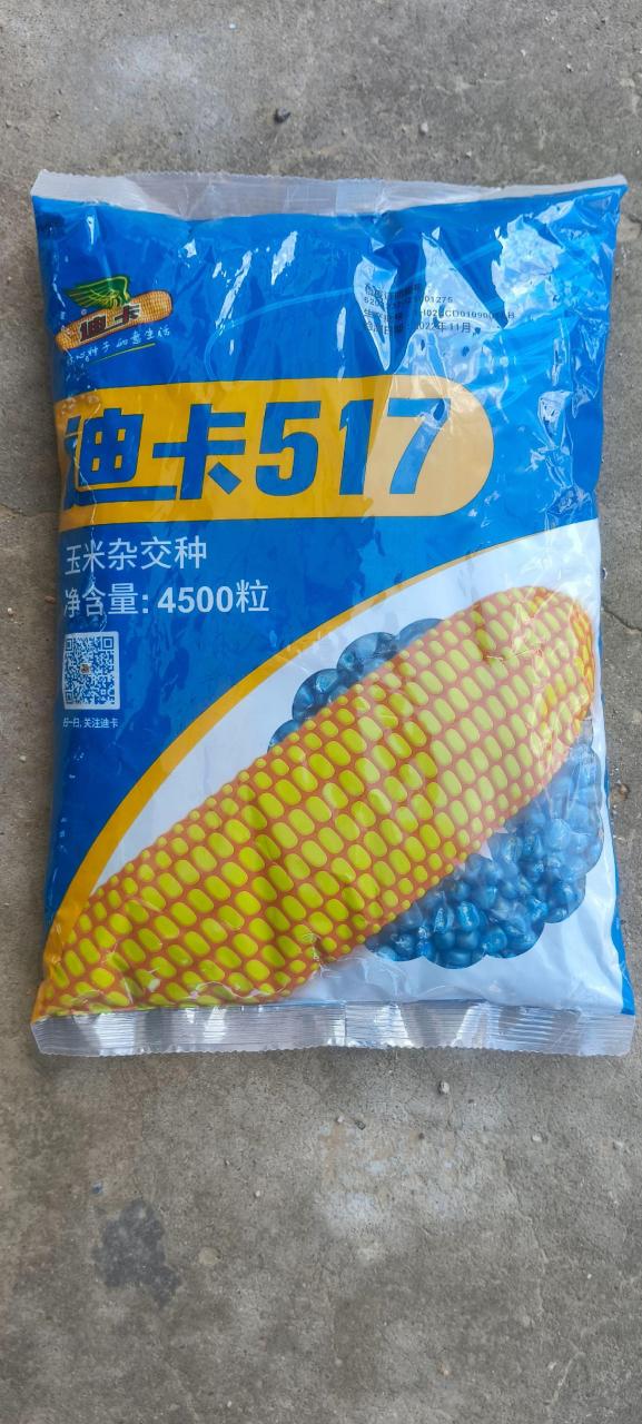 迪卡c9640玉米种子图片