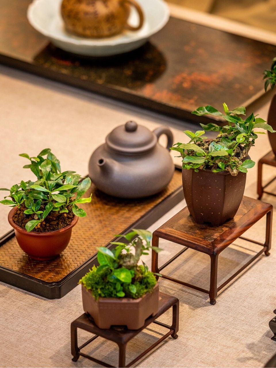推荐适合放在茶桌茶台上的栀子花小盆栽 栀子花 精致古雅 姿态苍翠