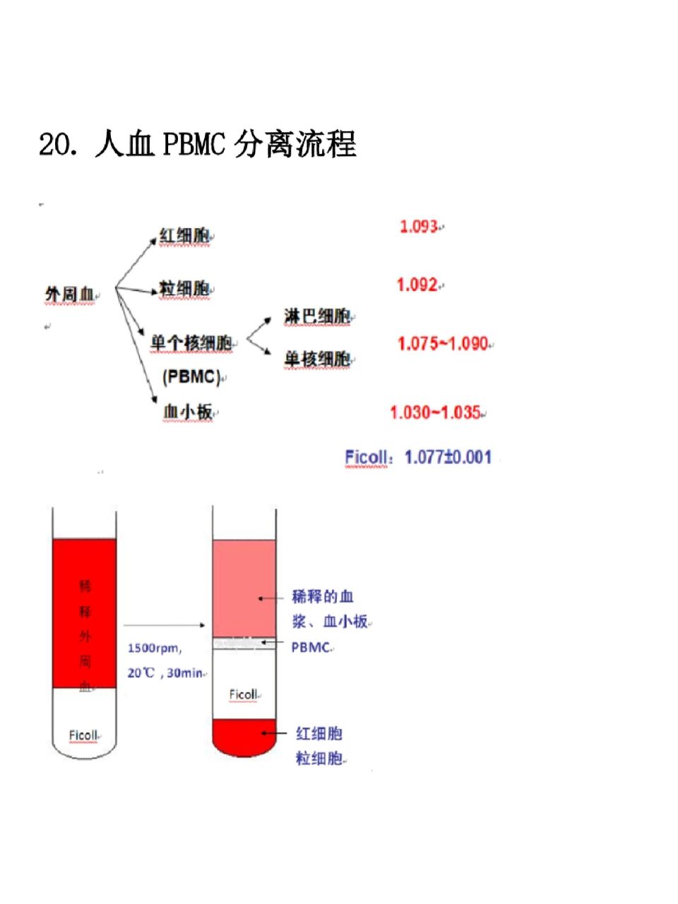 取15ml离心管,每管加入3ml淋巴细胞分离液.(ficoll) 2.