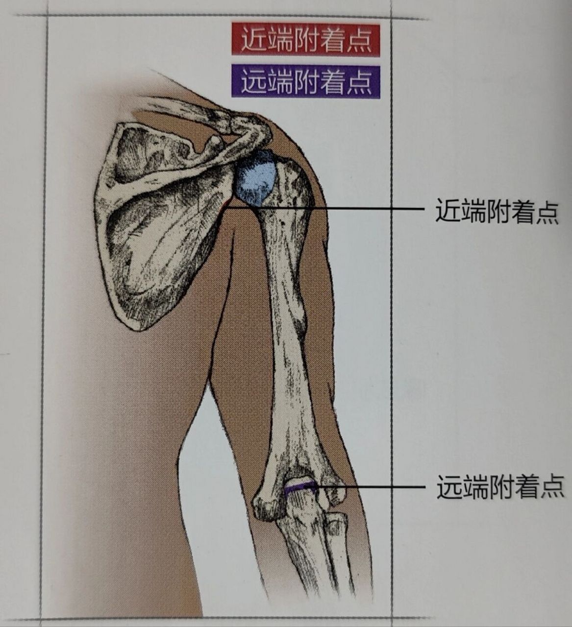 肱三头肌长头图片