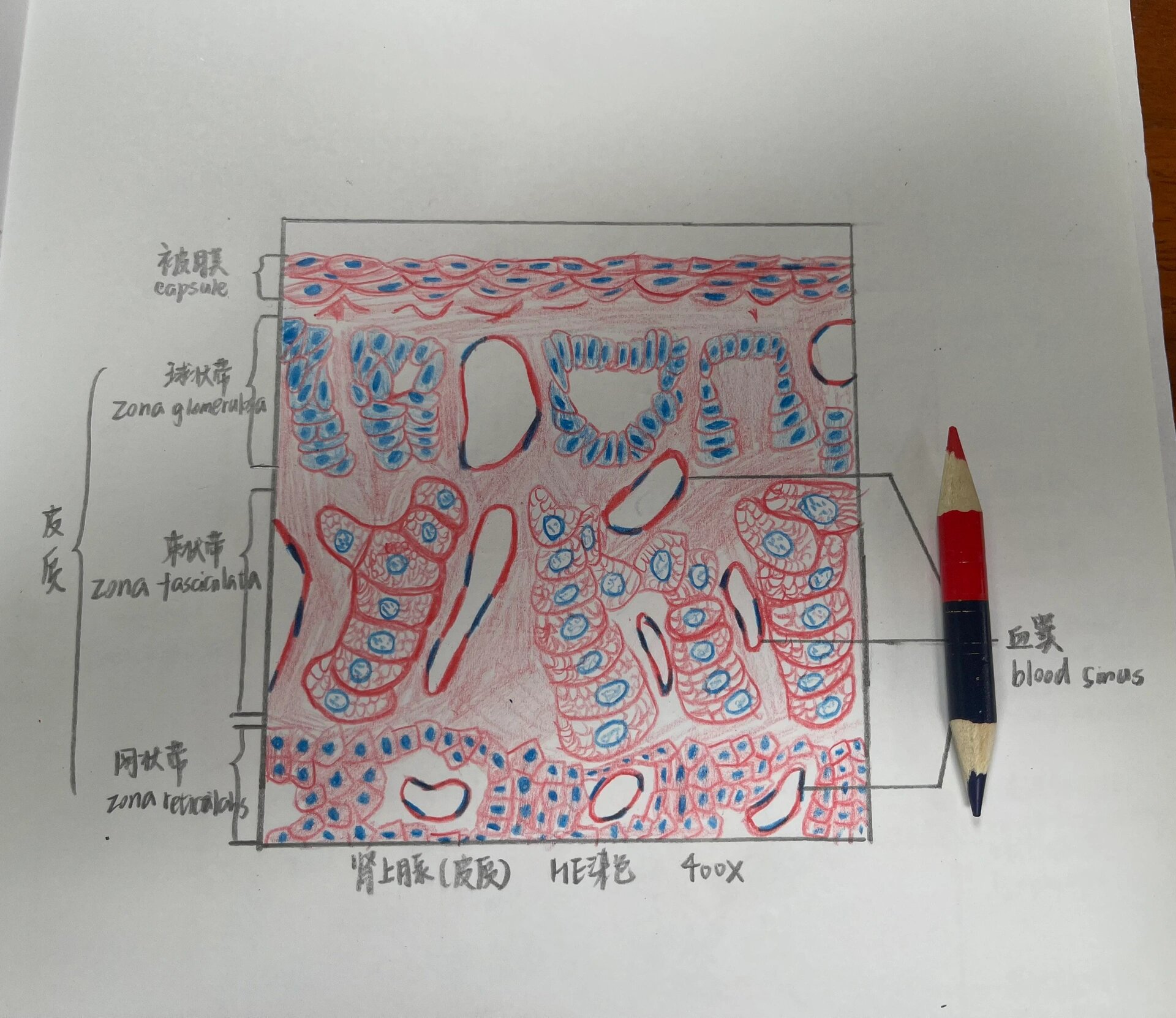 组织学与胚胎学肾脏红蓝铅笔绘图✏️