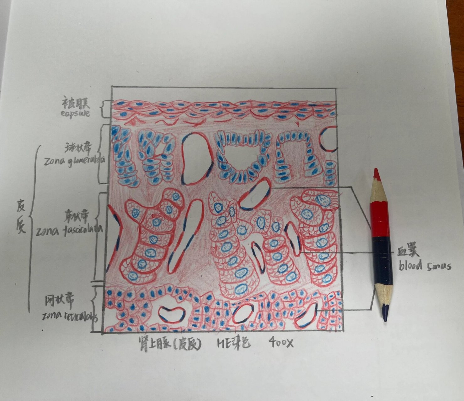 组织学与胚胎学肾脏红蓝铅笔绘图7315 当一只红蓝铅笔变成图画