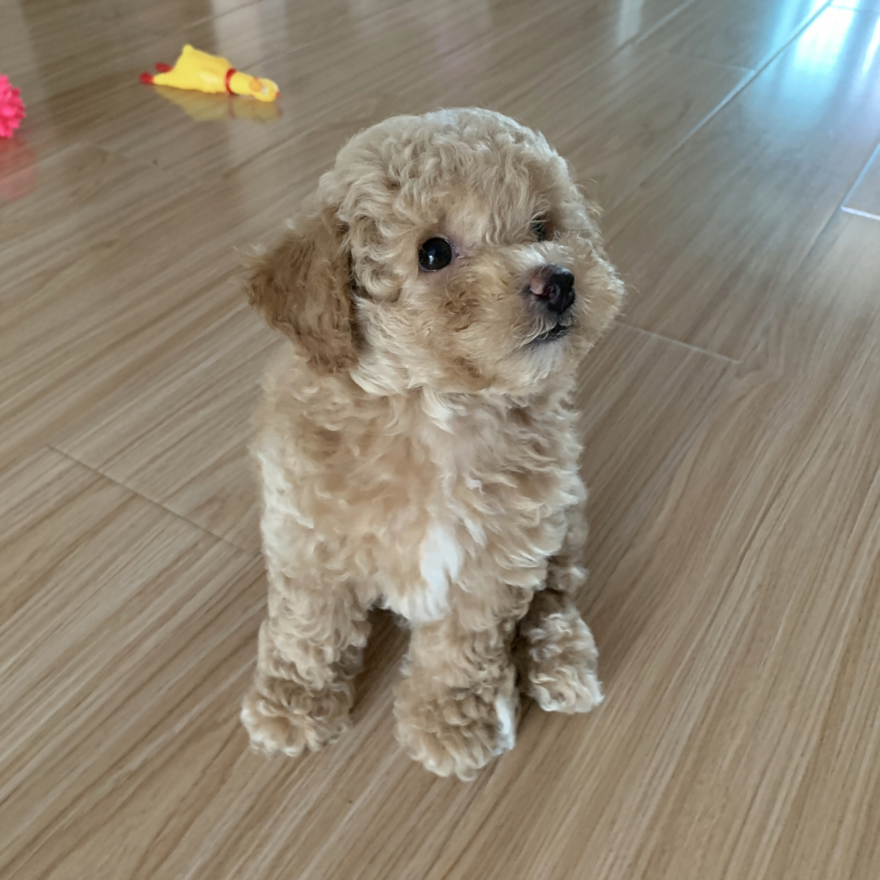 比熊泰迪串串成长记 本来想买个比熊,却买个了比熊串串,狗爸是比熊,狗