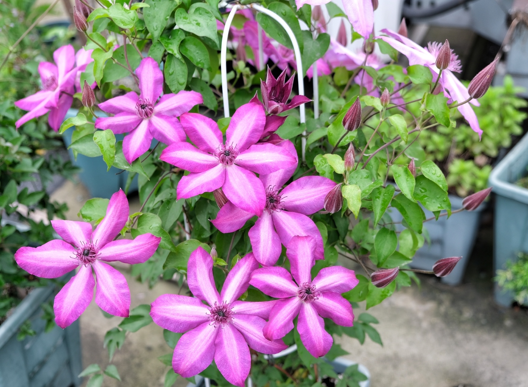 铁线莲品种(5)—蜥蜴 蜥蜴,f系单瓣品种,三类修剪,花型比较像乌托邦