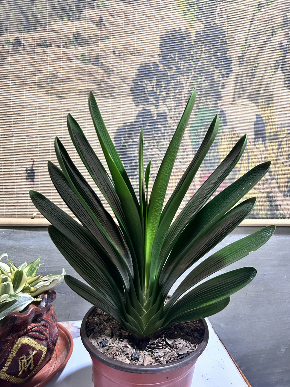 君子兰莲花座 这样的君子兰你们见过吗