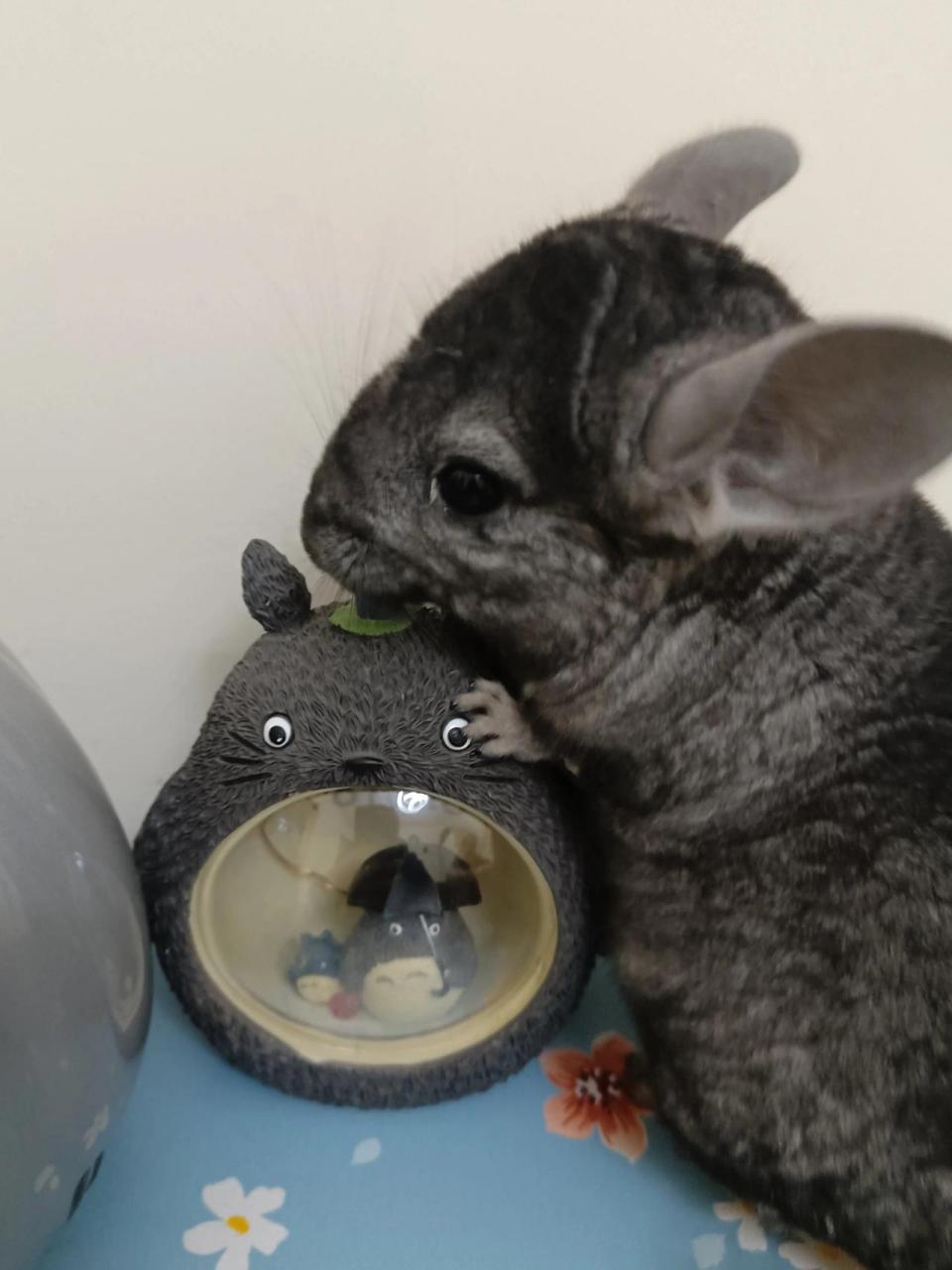 龙猫多少钱一只 龙猫多少钱一只?