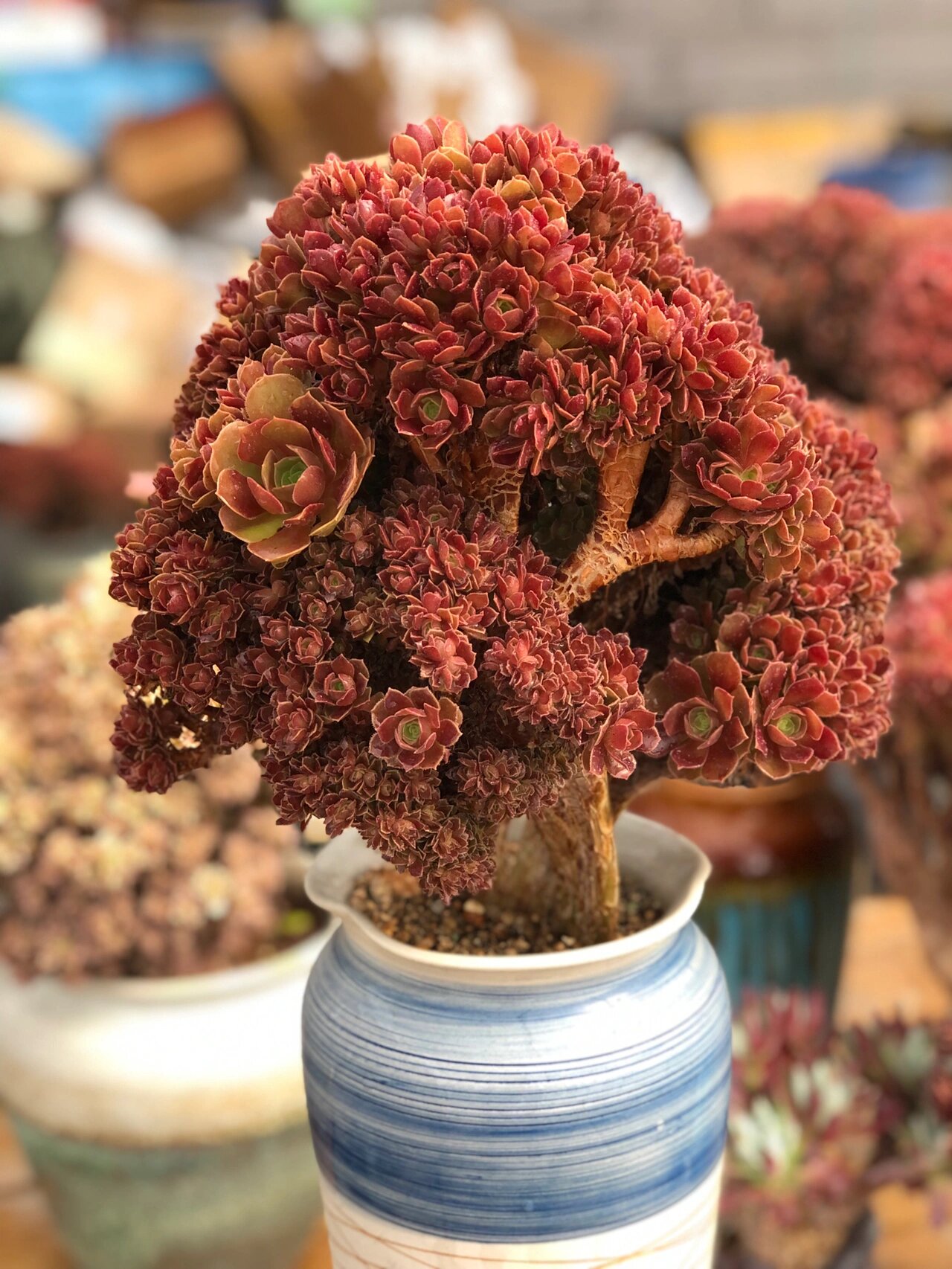 法师朵朵养成记 经历了五六年,法师缀化一般都会开始朵朵.