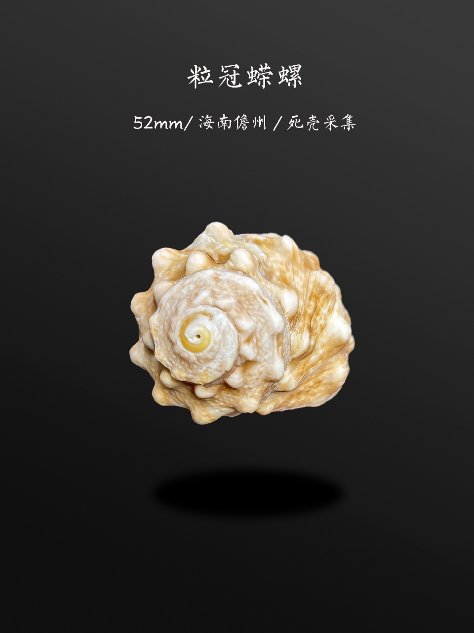 这些螺,你也在海边见过 漂亮的蝾螺(就是俗称猫眼螺牛眼螺的)和杨桃螺