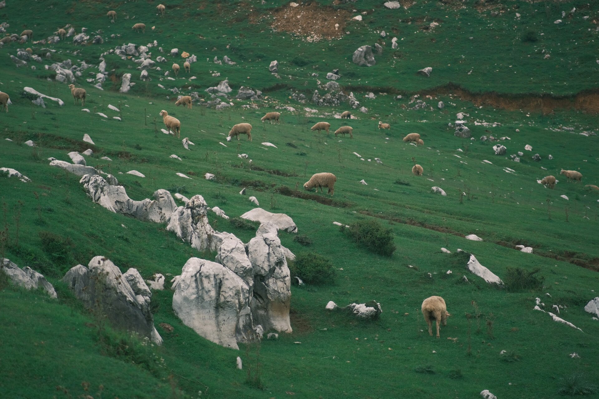 威宁百草坪很出片 去威宁草海的宝宝可以去百草坪打卡哟!