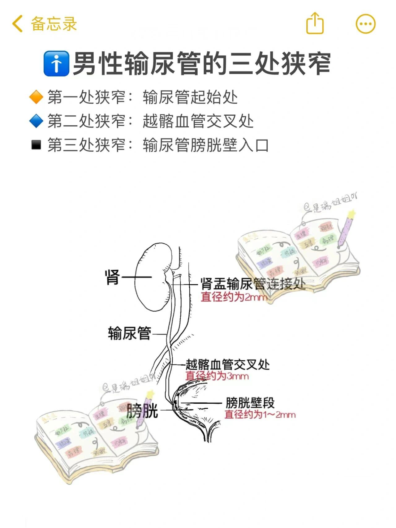 尿道的三个狭窄图片