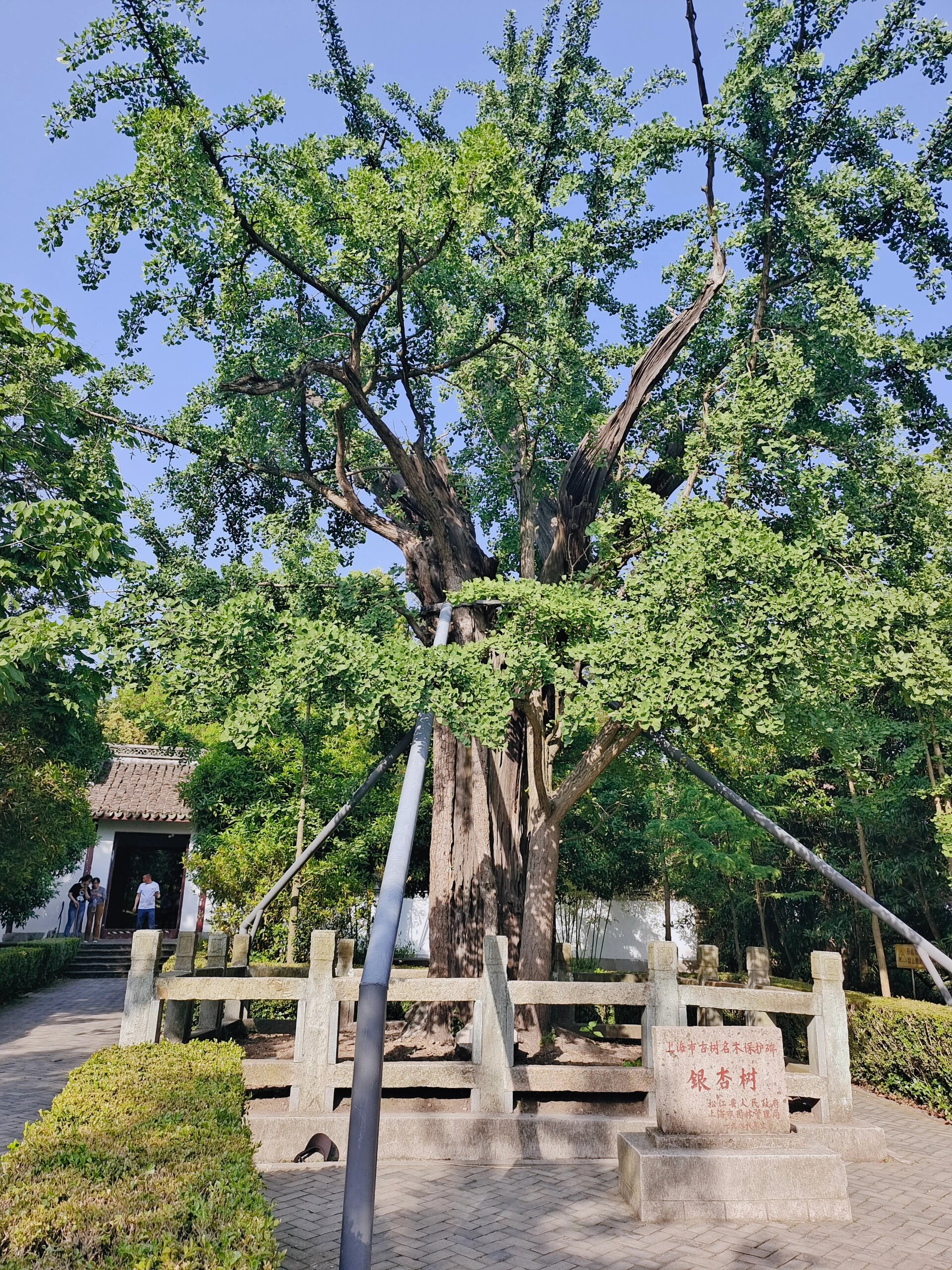 每周一山|上海天马山