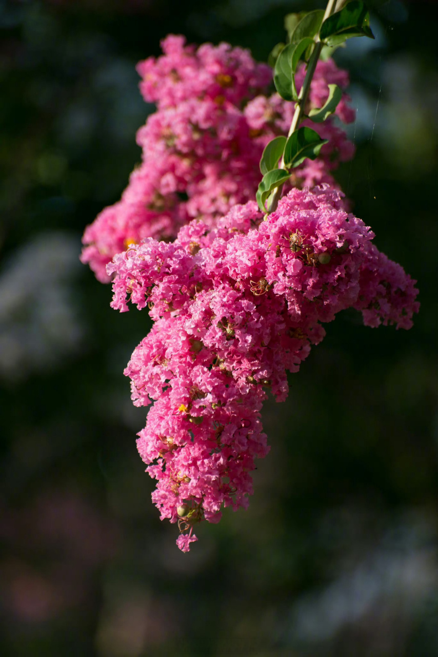 紫薇花盛开浪漫感满格#】近日,山东临沂,滨河景区内的紫薇花盛开.