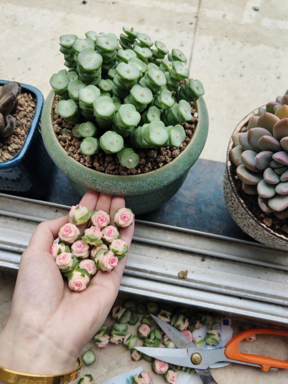 新手小白养多肉~新入手的钱串药锦 砍头了 砍头了 每咔嚓一下,心都在