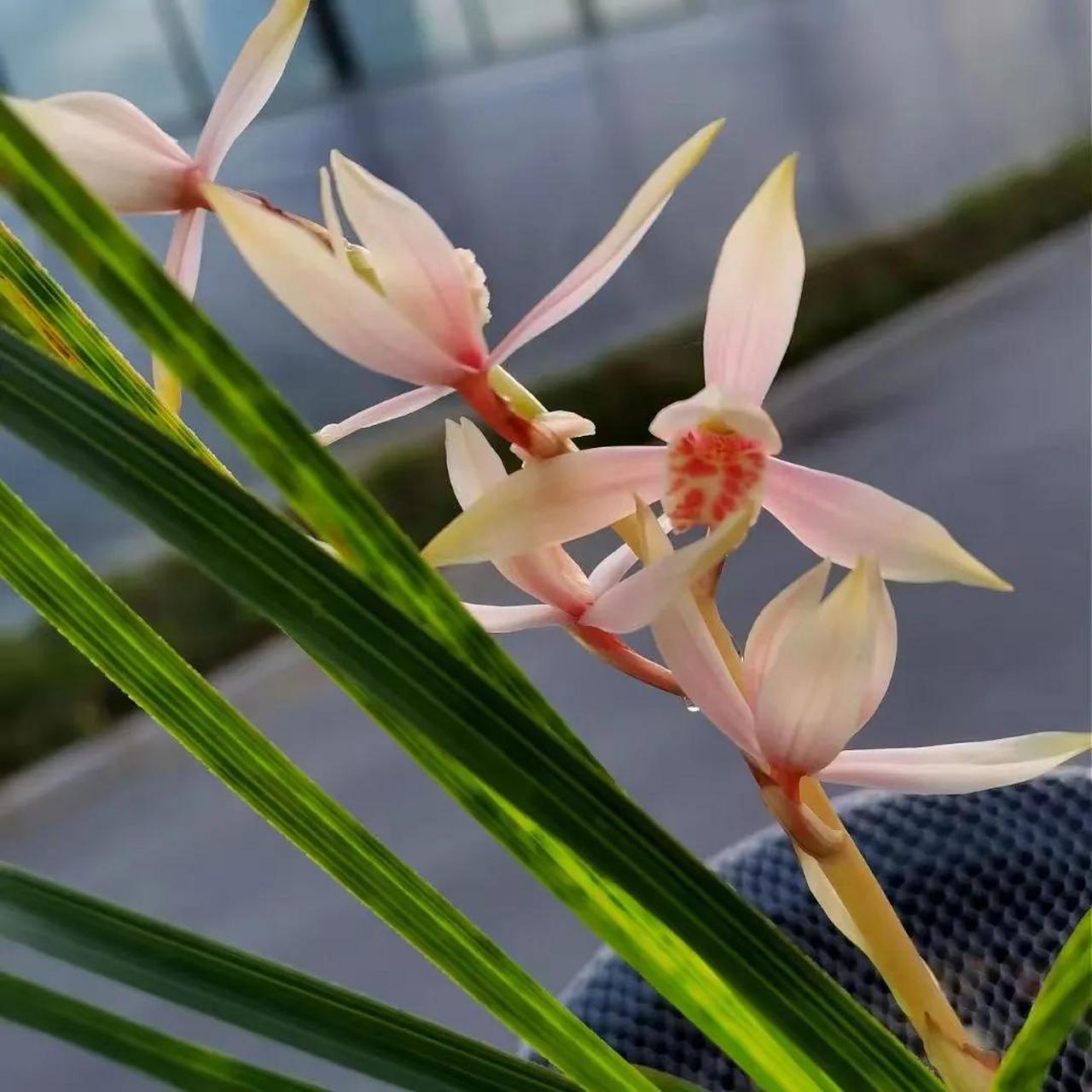 今年的蕙兰价格是真的俏,又遇到一个喜欢却买不起的花,蕙兰青花斑开色