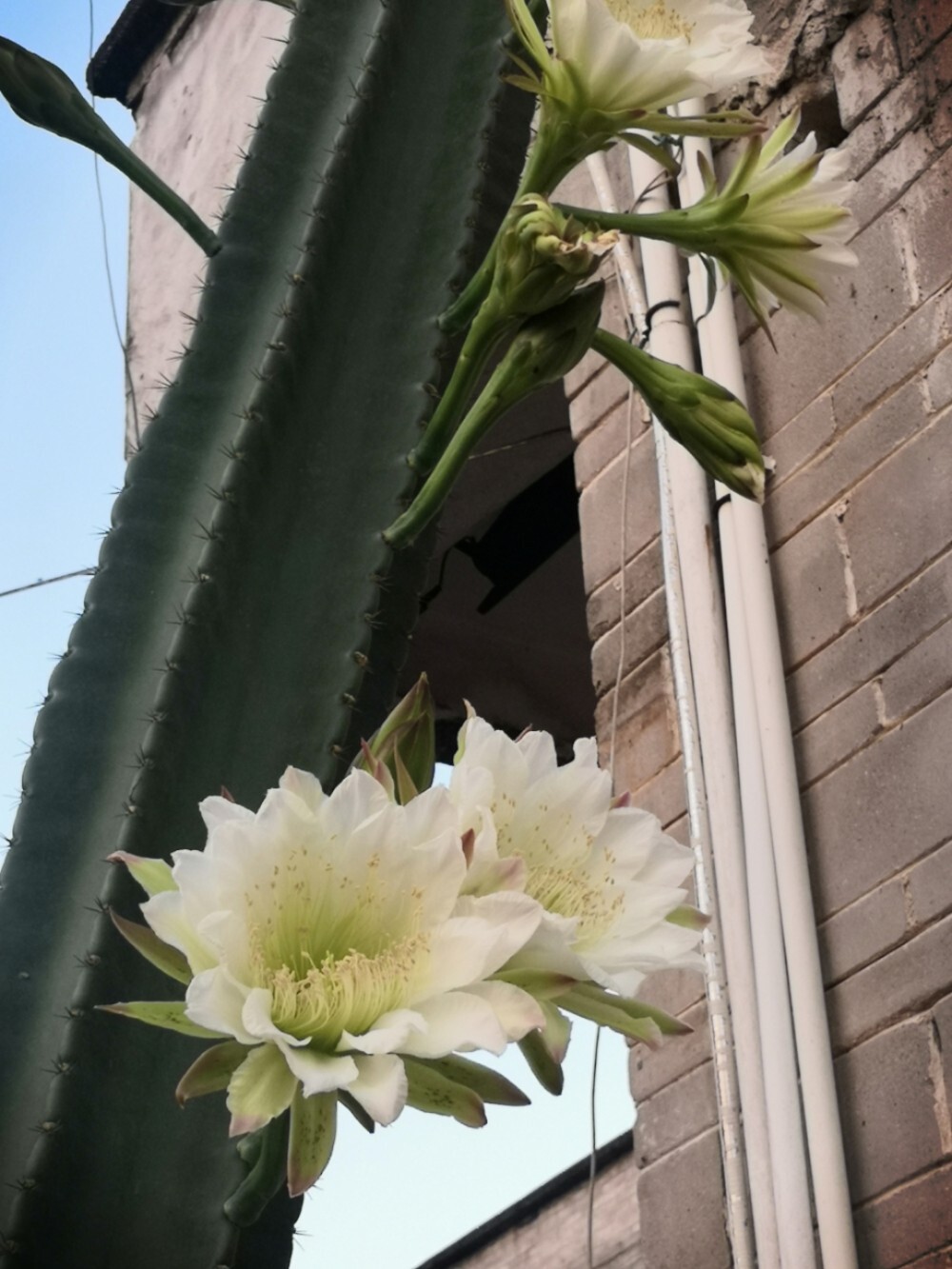 开花的天轮柱 哇!!!发现一根秘鲁天轮柱,开的花很漂亮,洁白无瑕呢