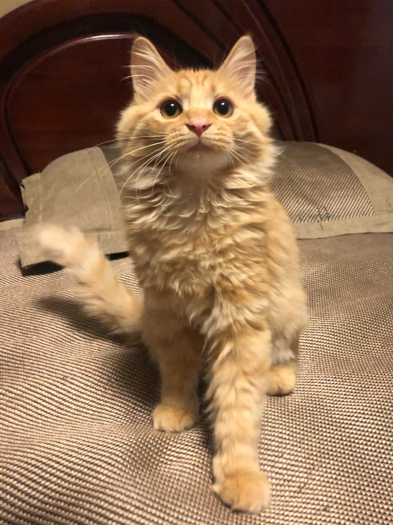 中华田园猫 | 长毛橘猫 | 猫咪日常