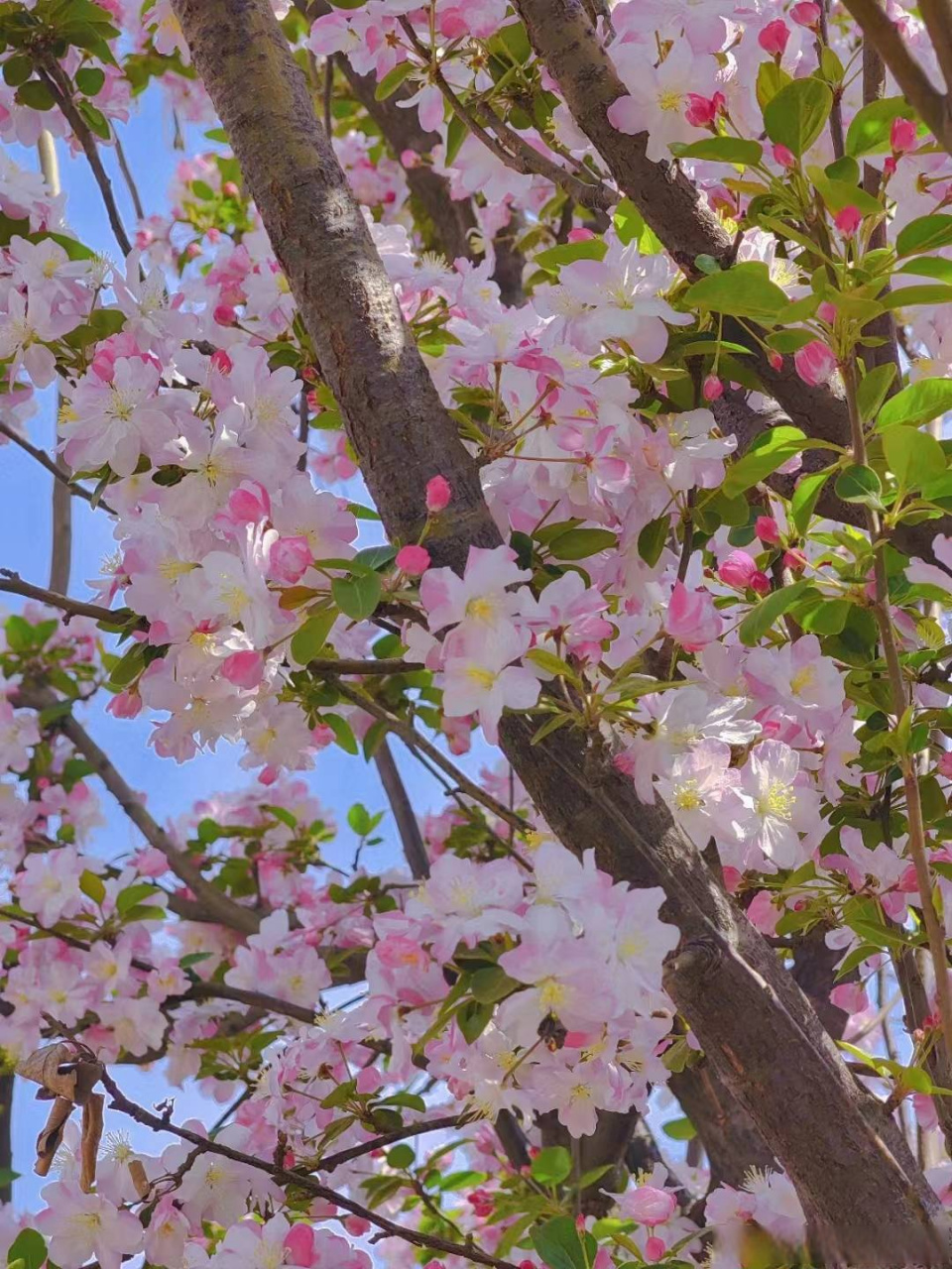 校园随手拍# [兔子]#滨职剪影##滨州职业学院# 砰嵘过去已经彪炳史册