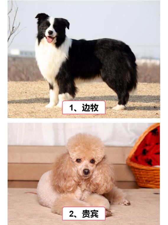 哈威那犬智商图片