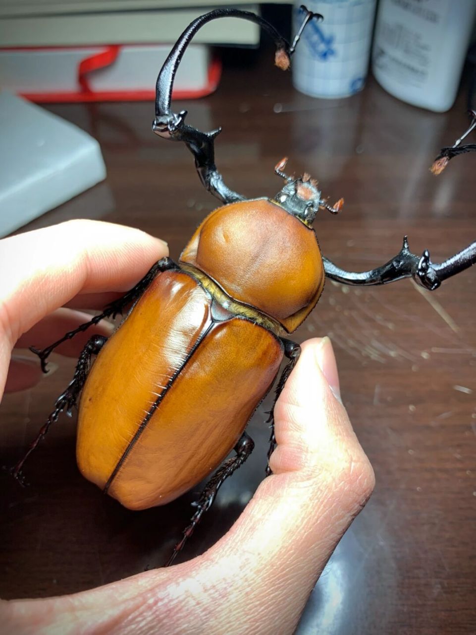 茶色长臂金龟 euchirus longimanus 茶色长臂金龟,成虫长体50-86mm