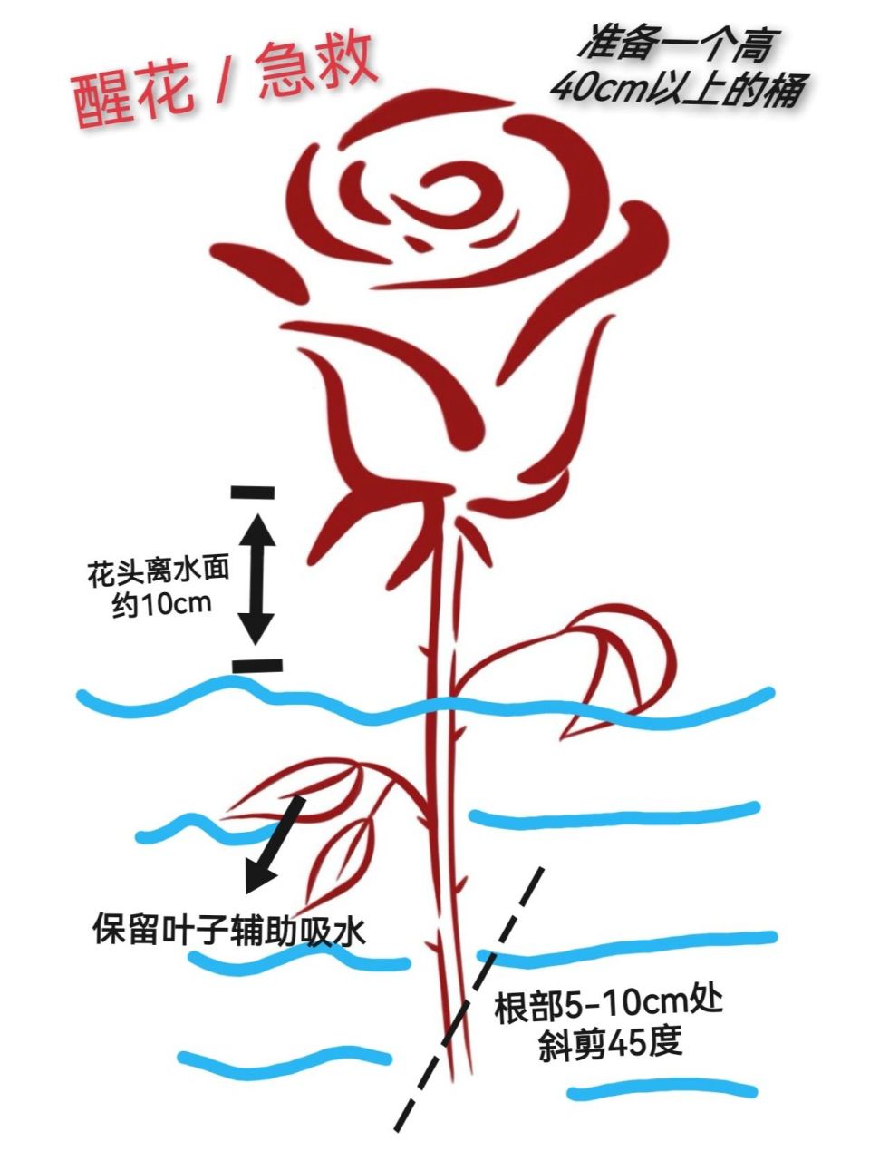 玫瑰保姆级醒花养护教程(图文版) 很多新手在网上买的玫瑰养不活养不