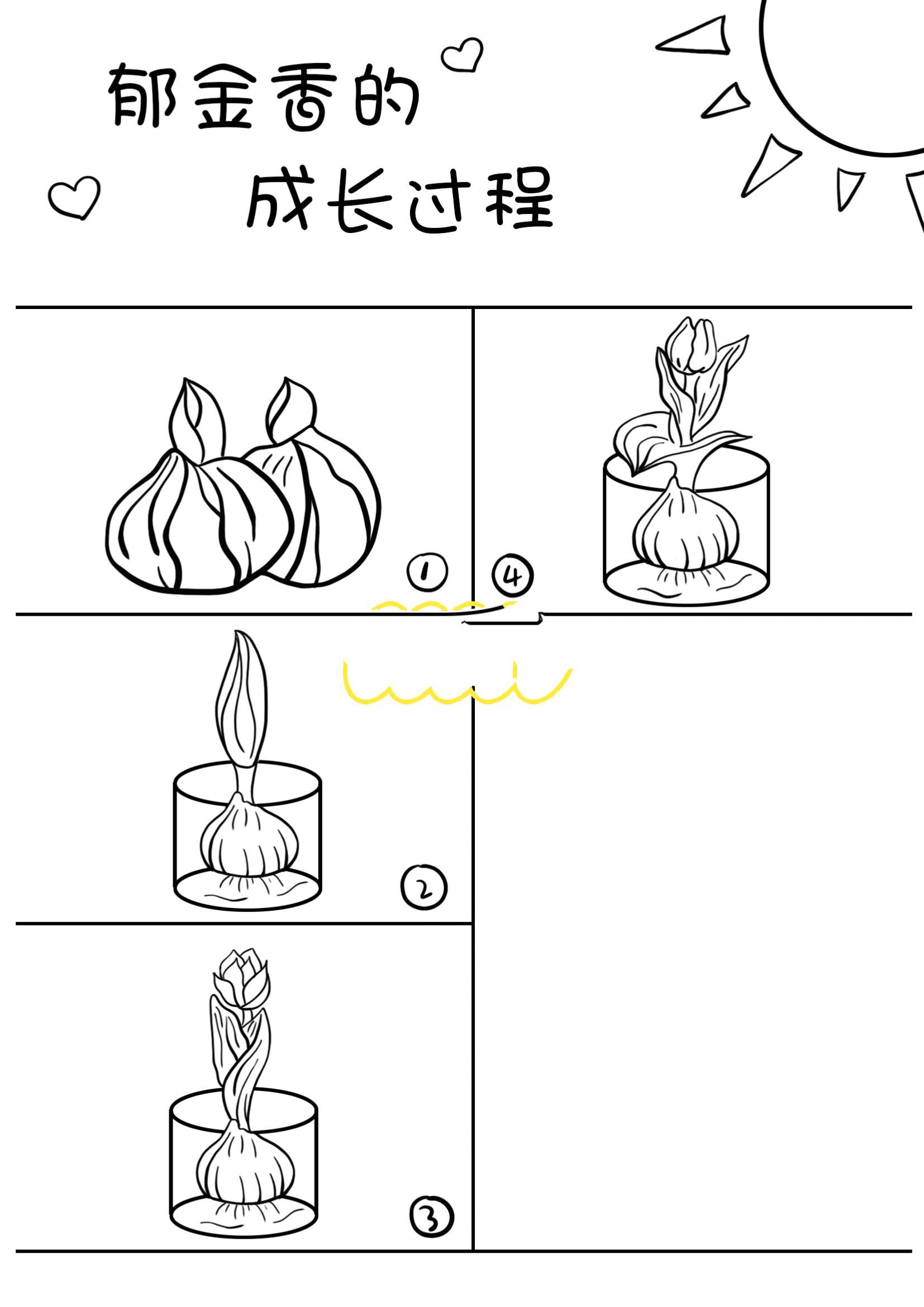 郁金香简笔画,植物观察日记