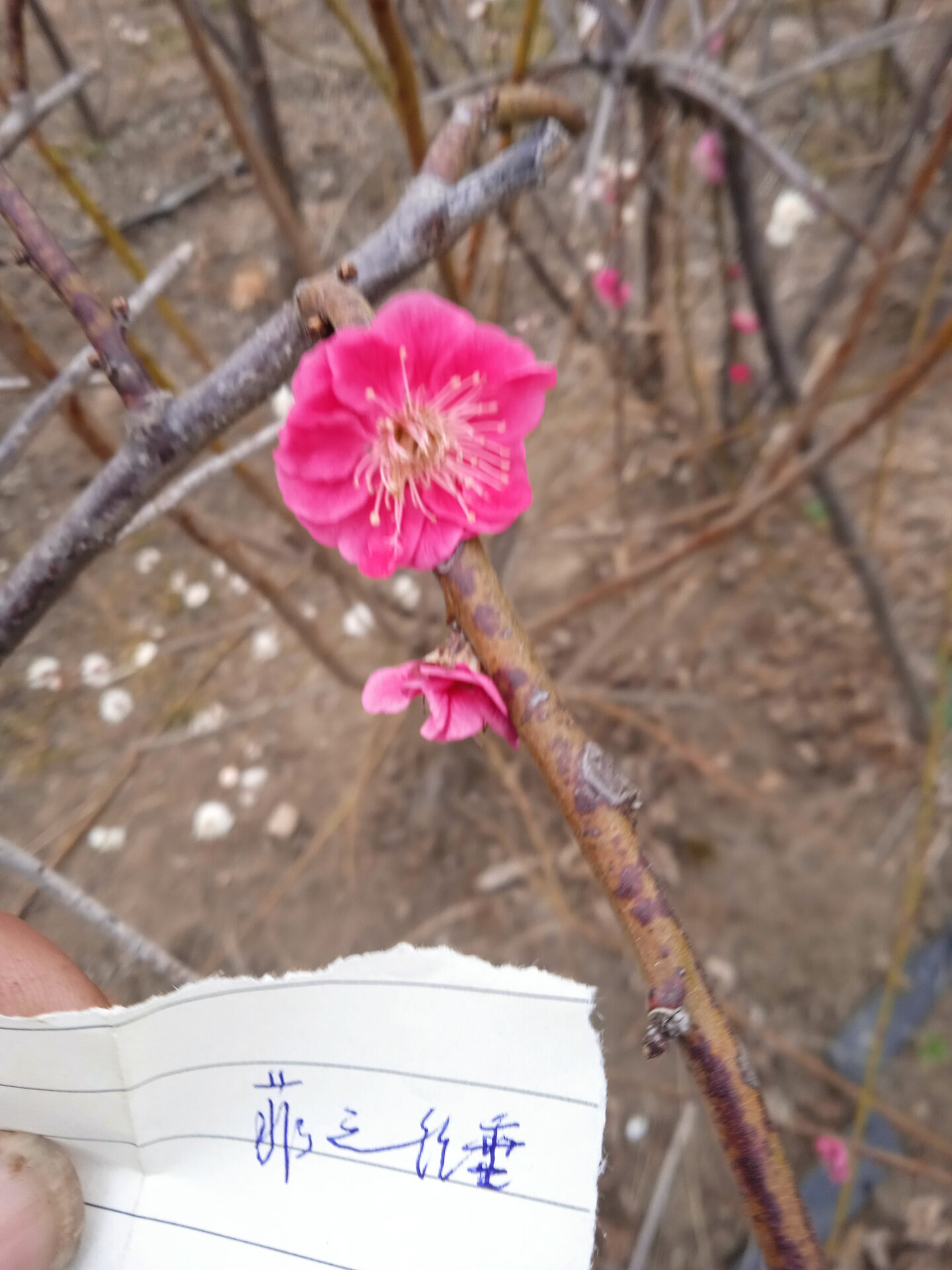 一起认识梅花品种(7)～垂枝品种群