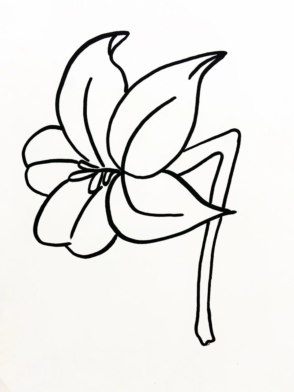 百合花简笔画教程 一看就会