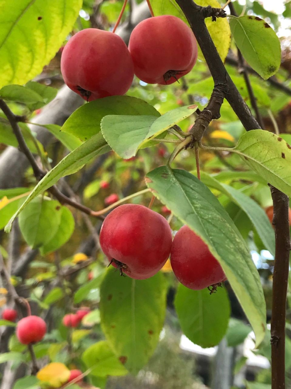 97 冬红果海棠是北美海棠的一种,属于蔷薇科苹果属,树形精美紧致