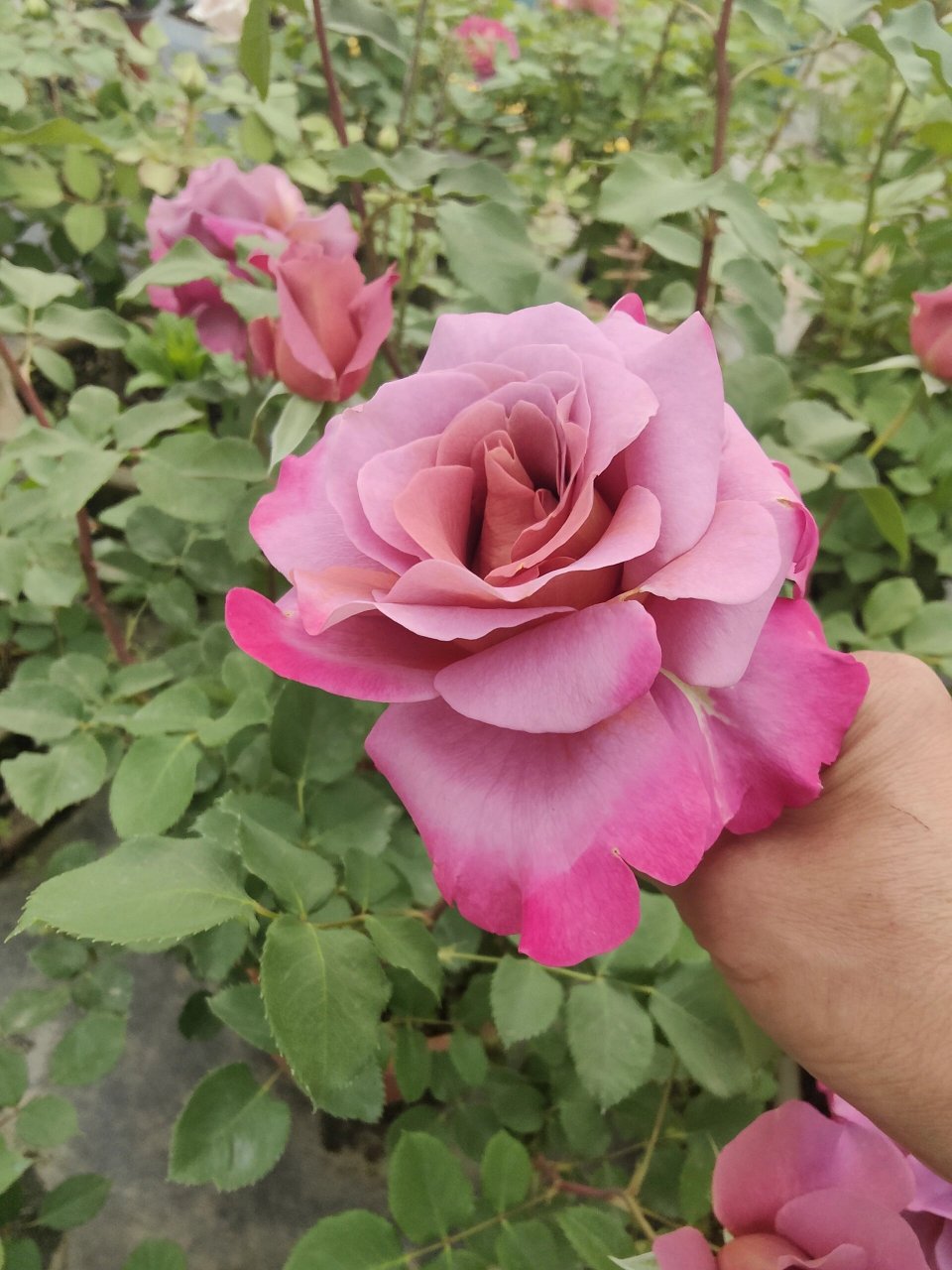 帷幕 月季 大花 复古色 这个颜色真的是爱了,花型又独特,直立性好,就