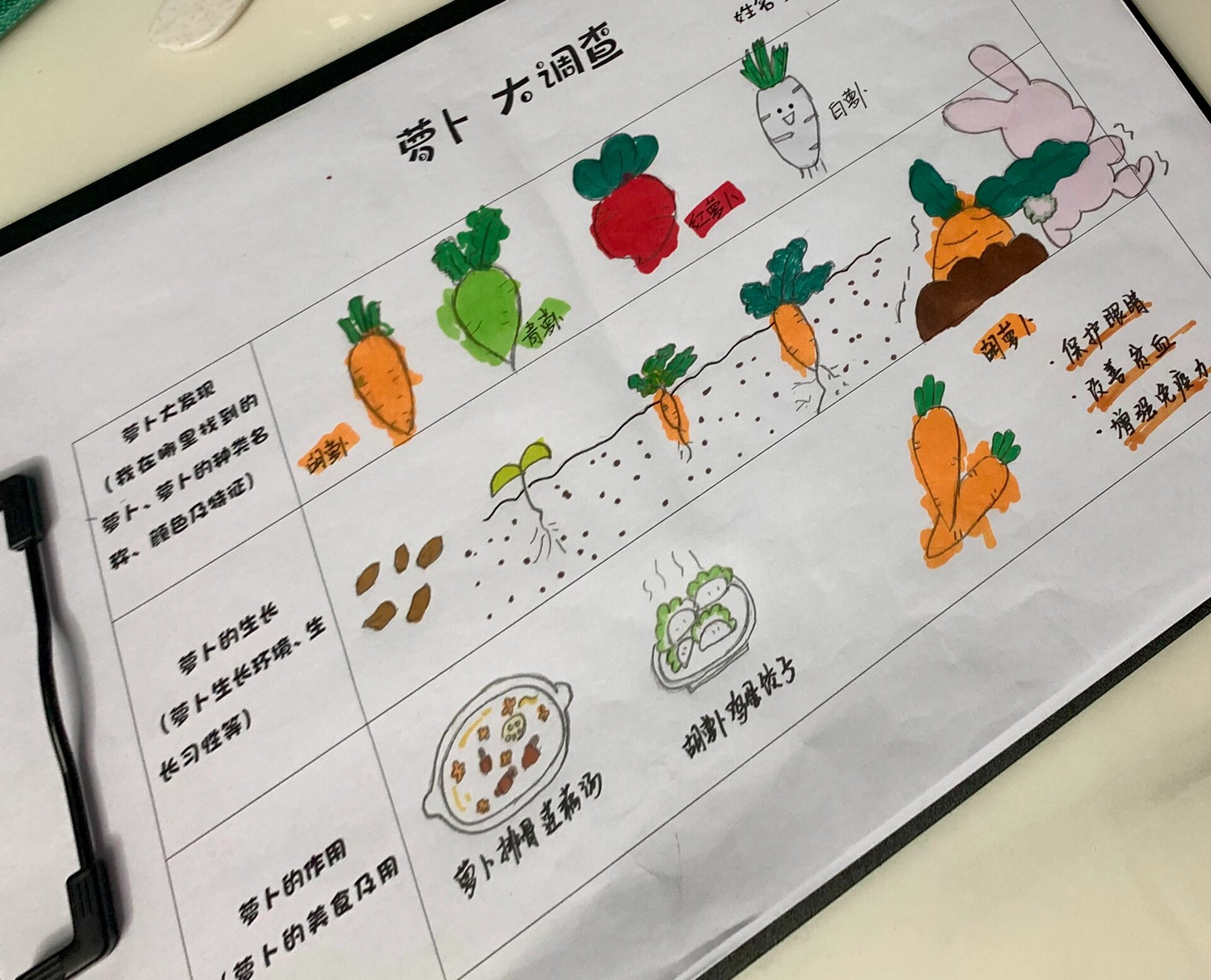 幼儿园萝卜大调查 幼儿园小班,妈妈画,小朋友涂色