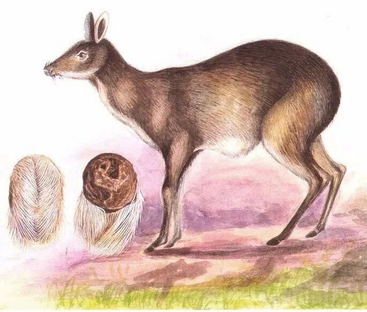 鹿科动物林麝,马麝或原麝成熟雄体香囊中的干燥分泌物.