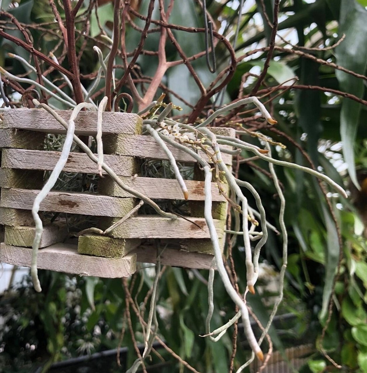 近距离观赏这株无叶兰花 这是高原热带兰花第一次在温室开放!