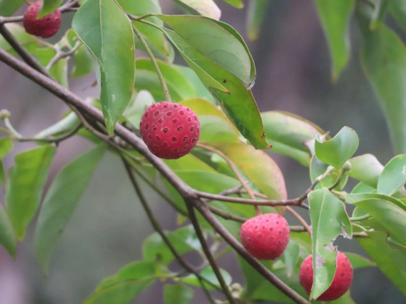 四照花果实,武平人叫山荔枝,是儿时常吃的野 四照花果实,武平人叫山
